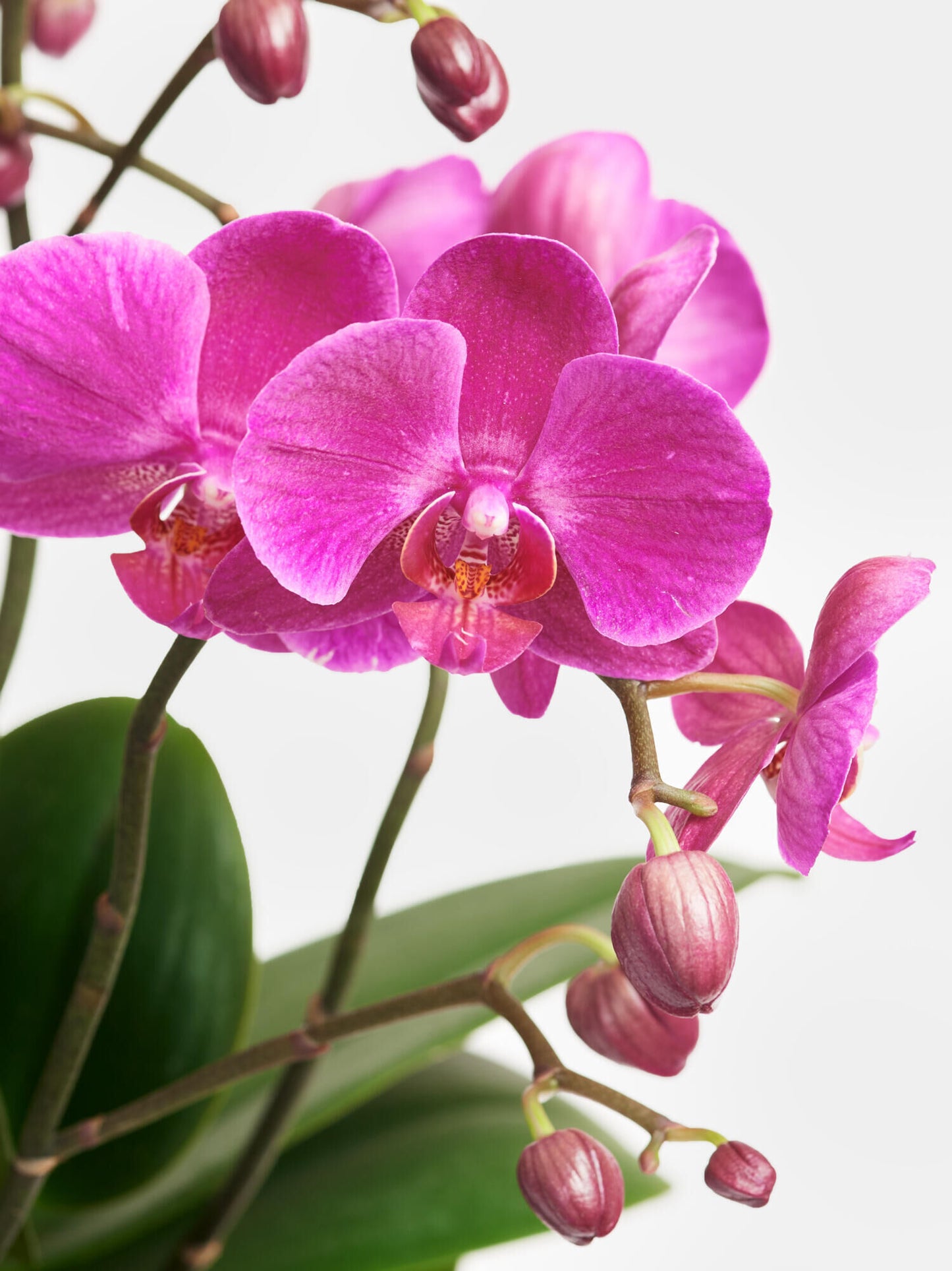 Pinke Orchidee in Vase - Ansicht 3