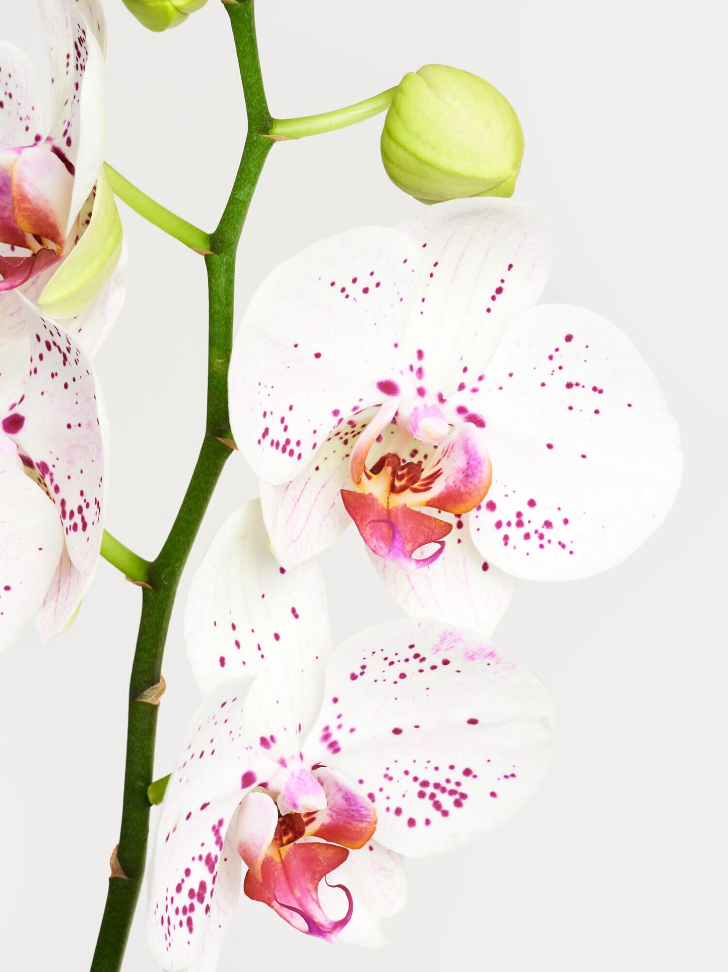 Weiß-pinke Orchidee in Vase - Ansicht 3