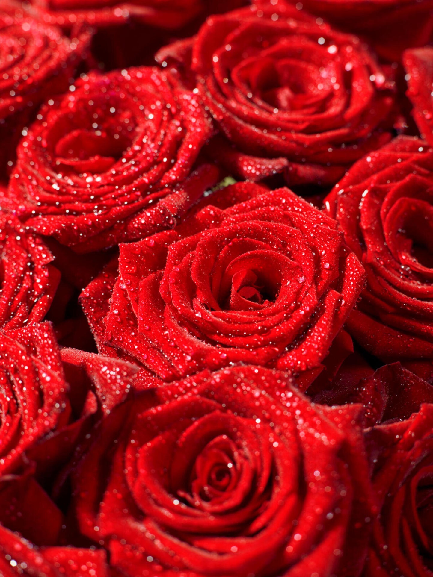 Deluxe: Red Roses