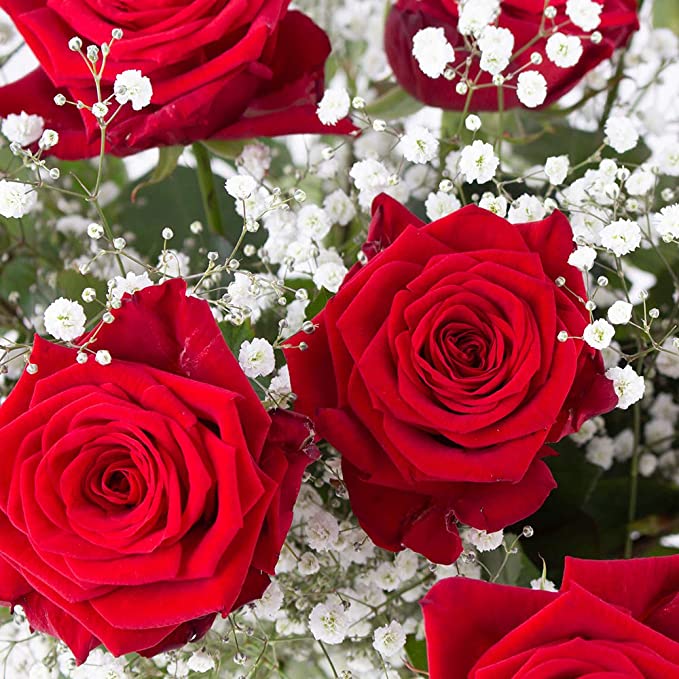 INDIVIDUELLE Rosen mit Schleierkraut