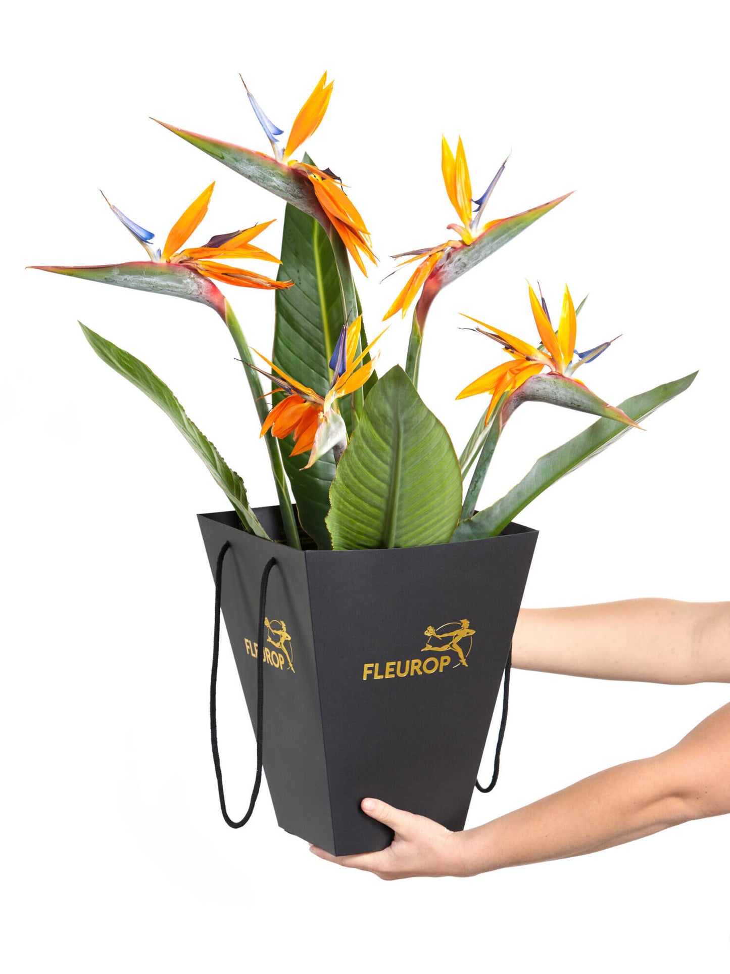 Bird of Paradise - Ansicht 2