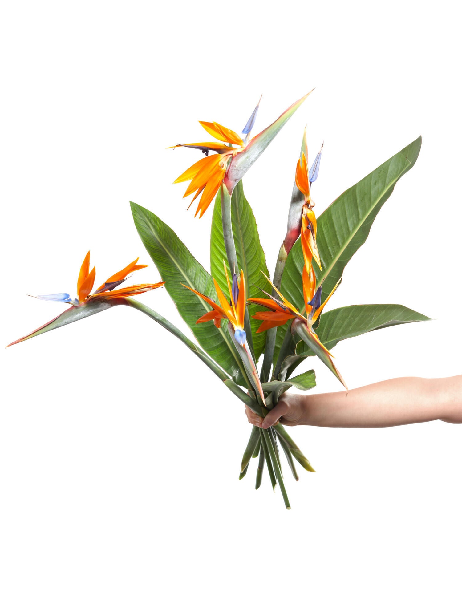 Bird of Paradise - Ansicht 4