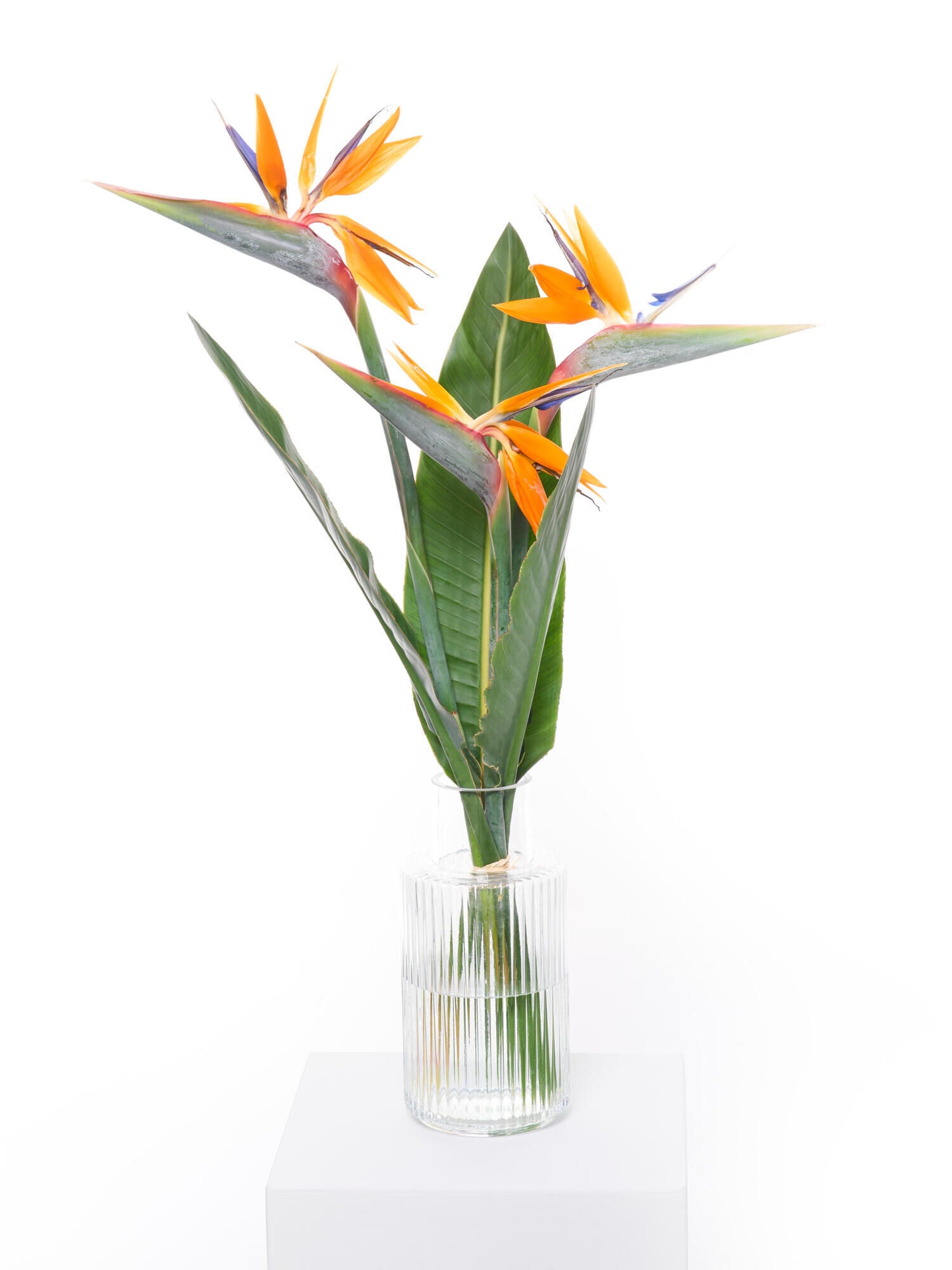 Bird of Paradise - Ansicht 3