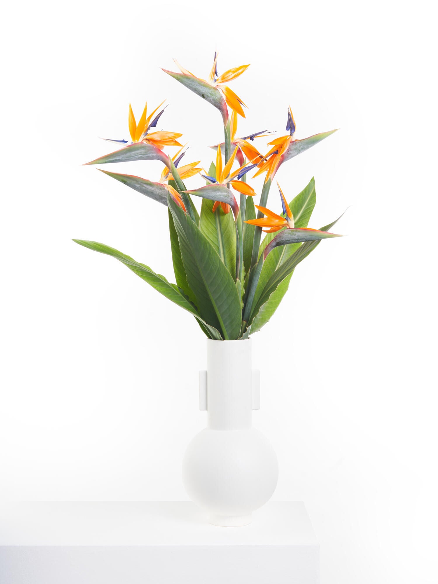 Bird of Paradise - Ansicht 5
