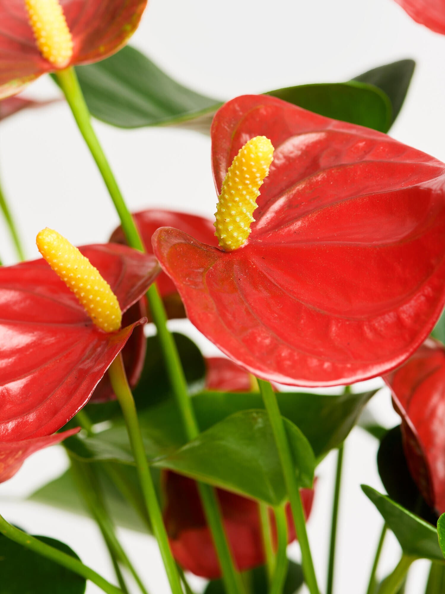 Rote Flamingoblume in Vase - Ansicht 3