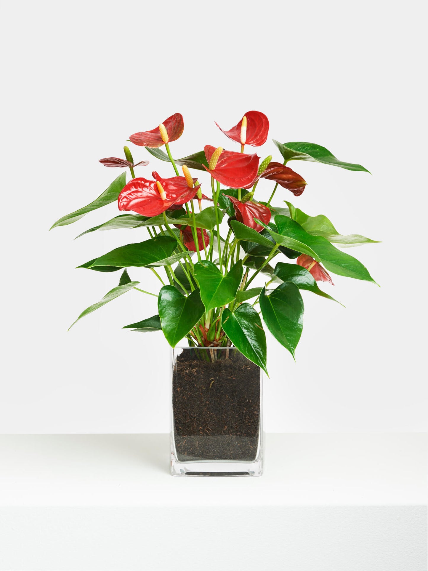 Rote Flamingoblume in Vase - Ansicht 4