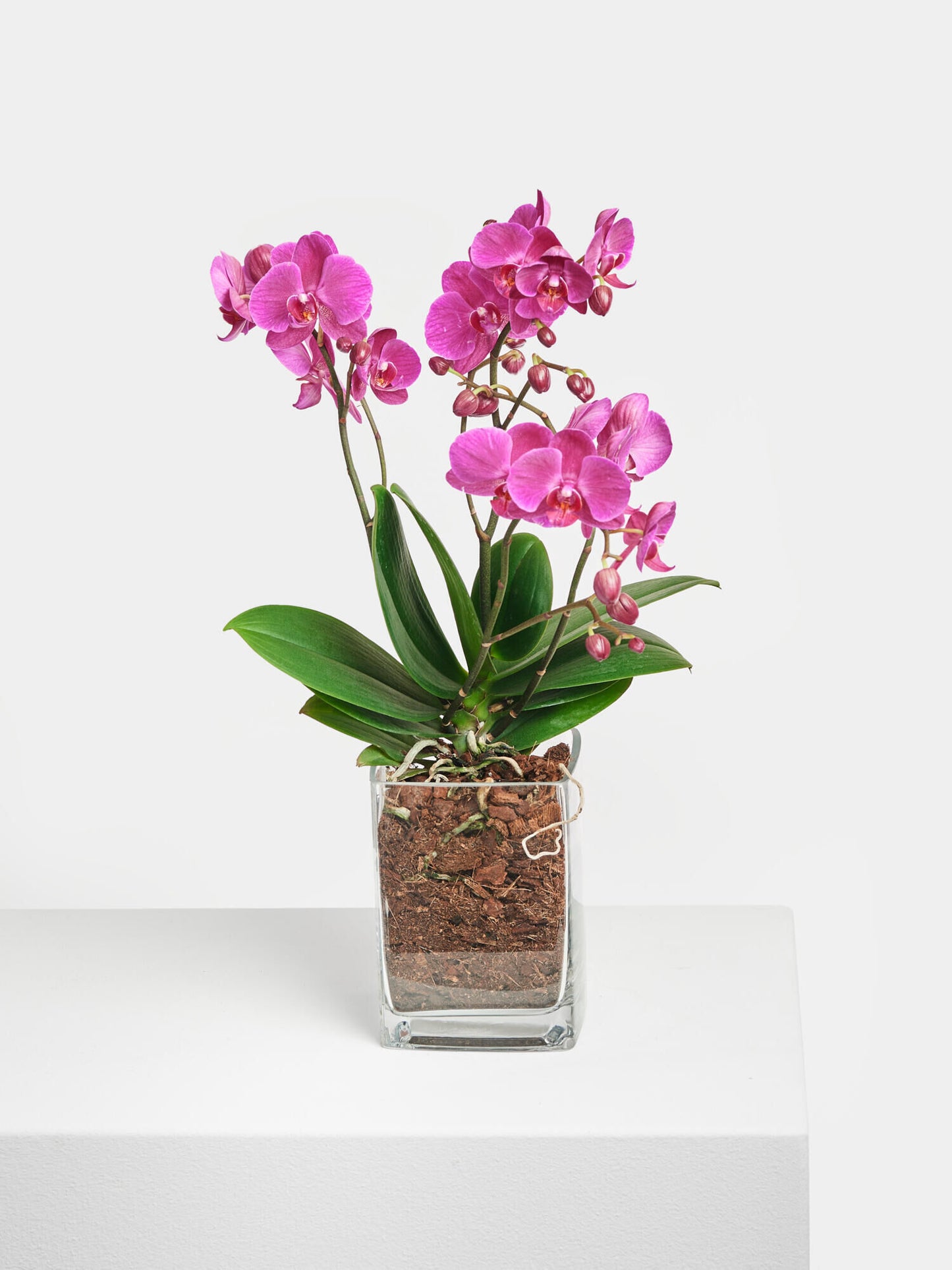 Pinke Orchidee in Vase - Ansicht 4