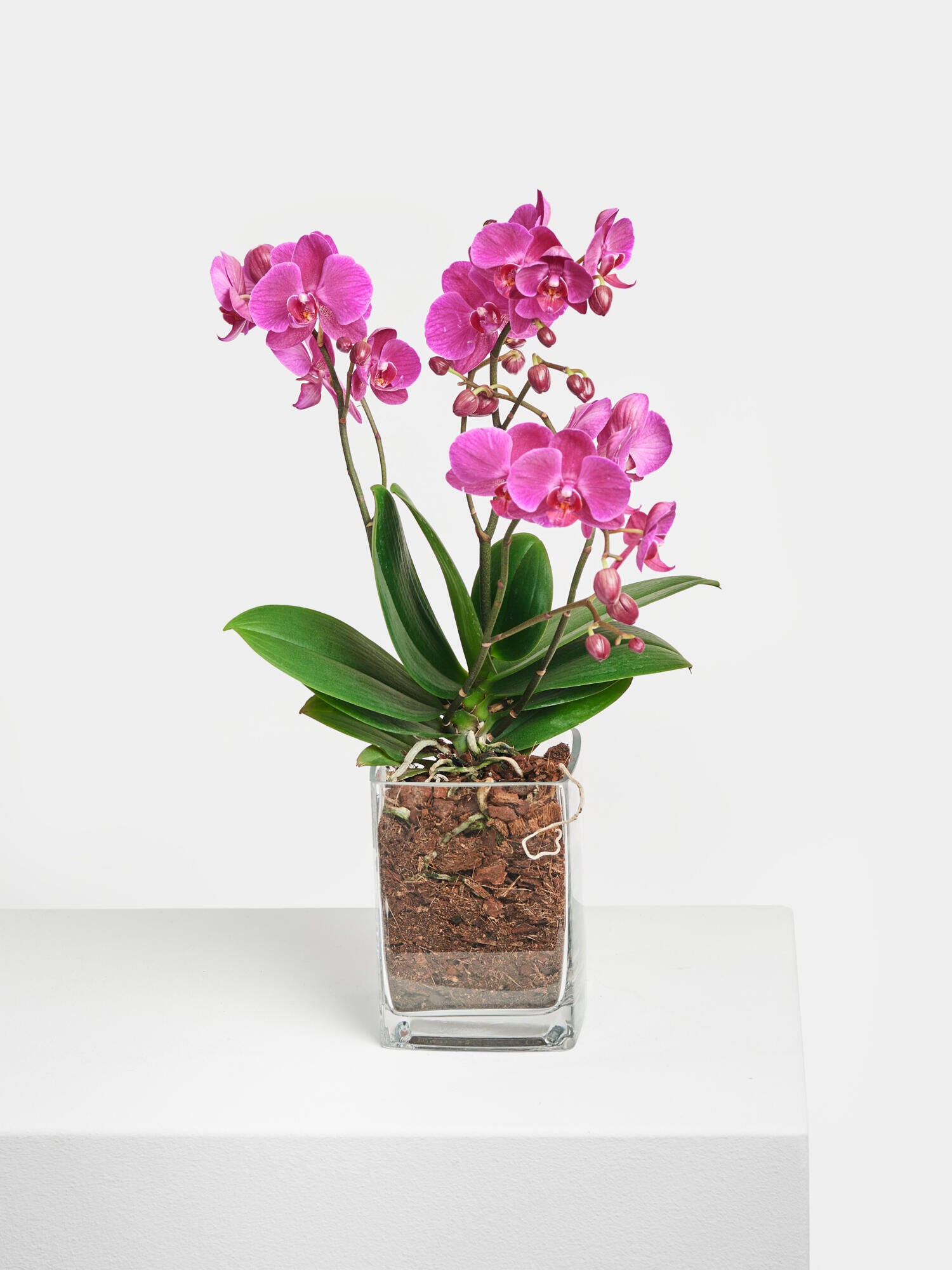 Pinke Orchidee in Vase - Ansicht 4
