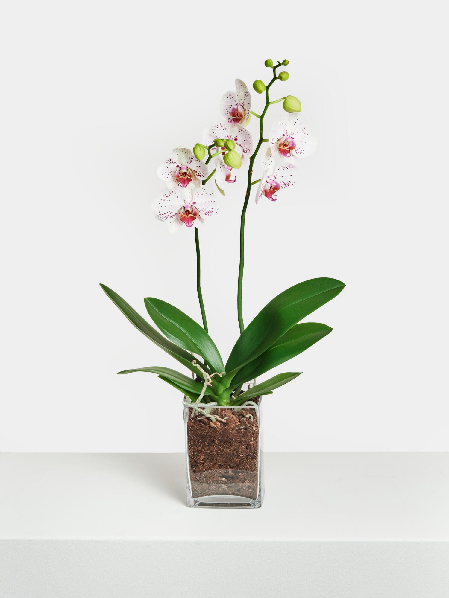 Weiß-pinke Orchidee in Vase - Ansicht 4