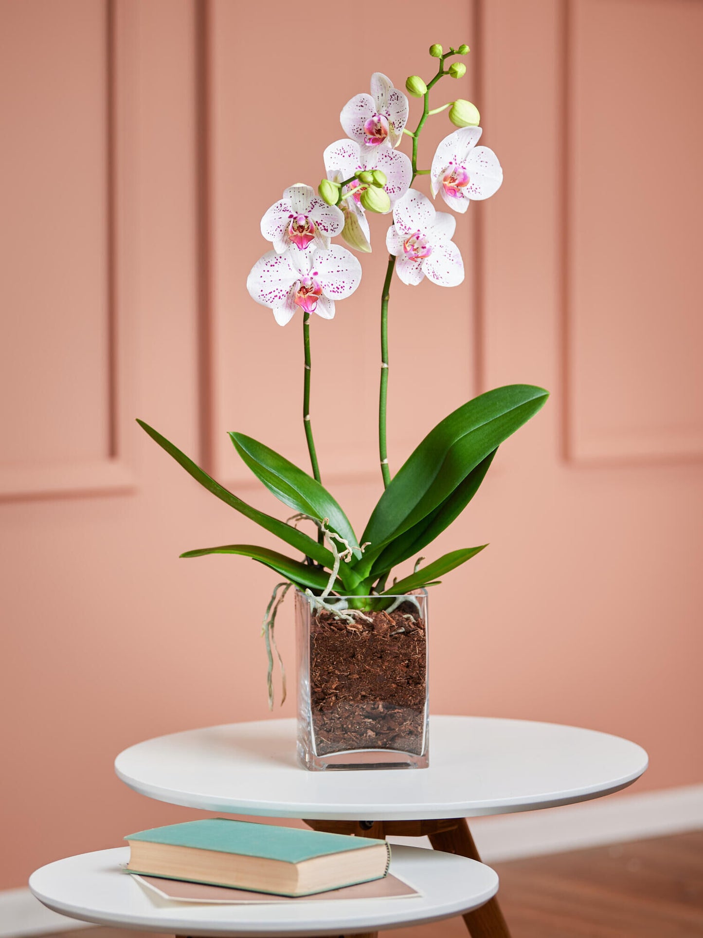 Weiß-pinke Orchidee in Vase - Ansicht 2
