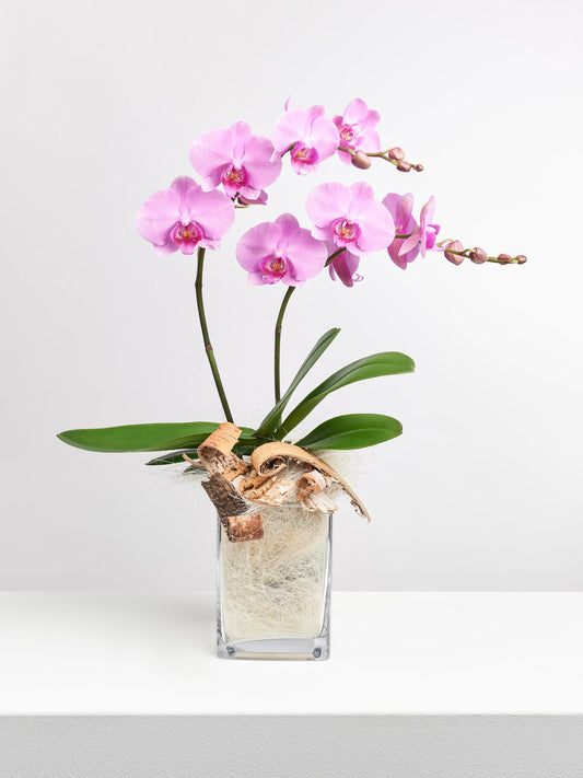 Pinke Orchidee in Vase mit Flachs - Ansicht 2