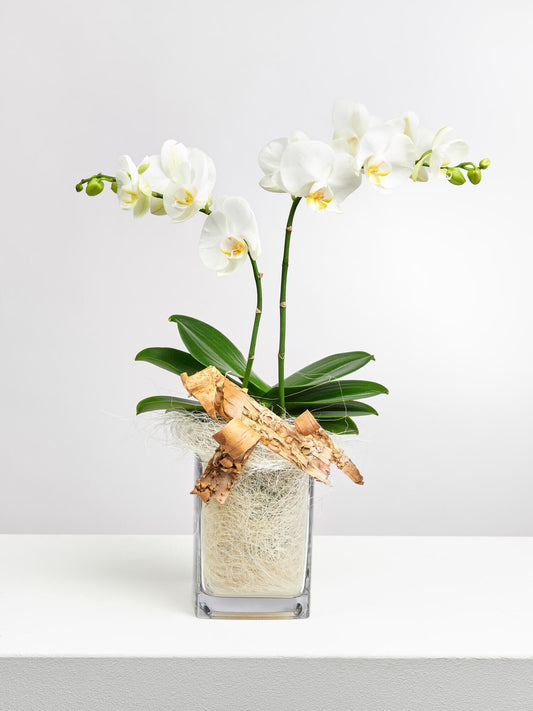 Weiße Orchidee in Vase mit Flachs - Ansicht 2