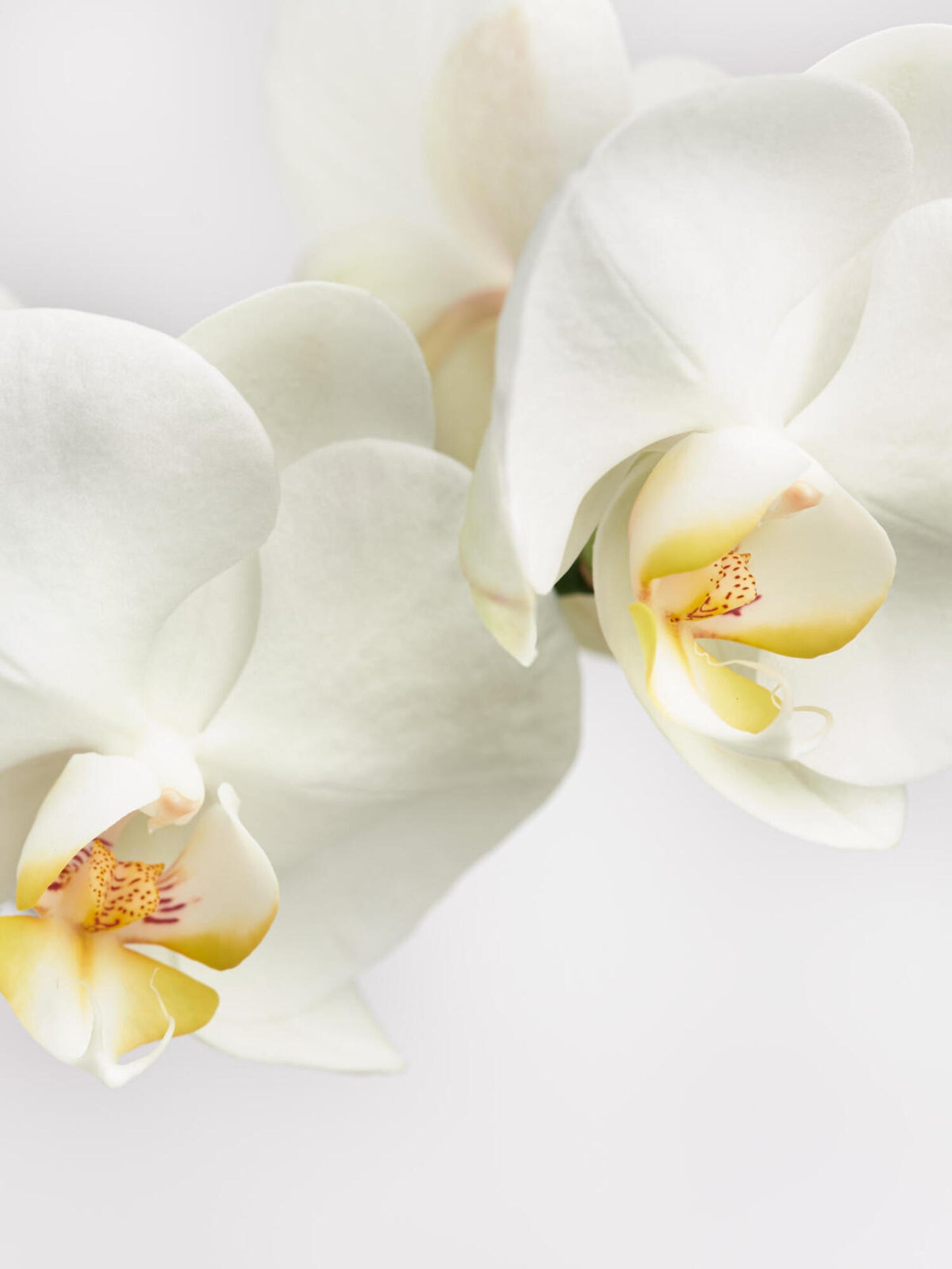 Weiße Orchidee in Vase