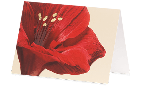 Grußkarte Rote Amaryllis